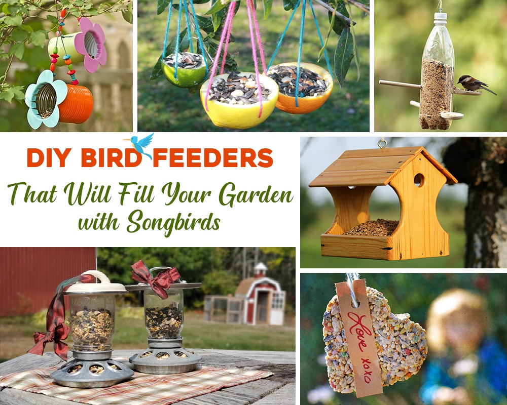 Easy Homemade Bird Feeders Ideas You Must Try!