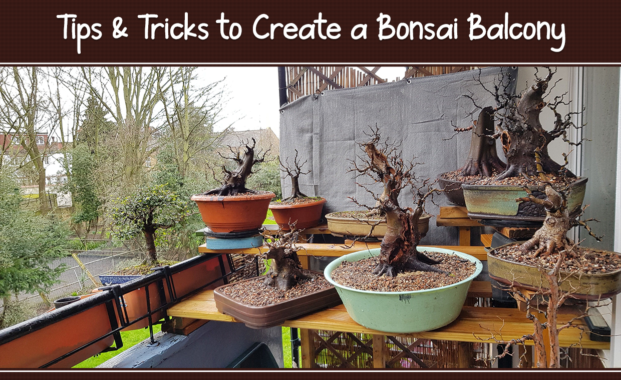 Bonsai Balcony for your Home