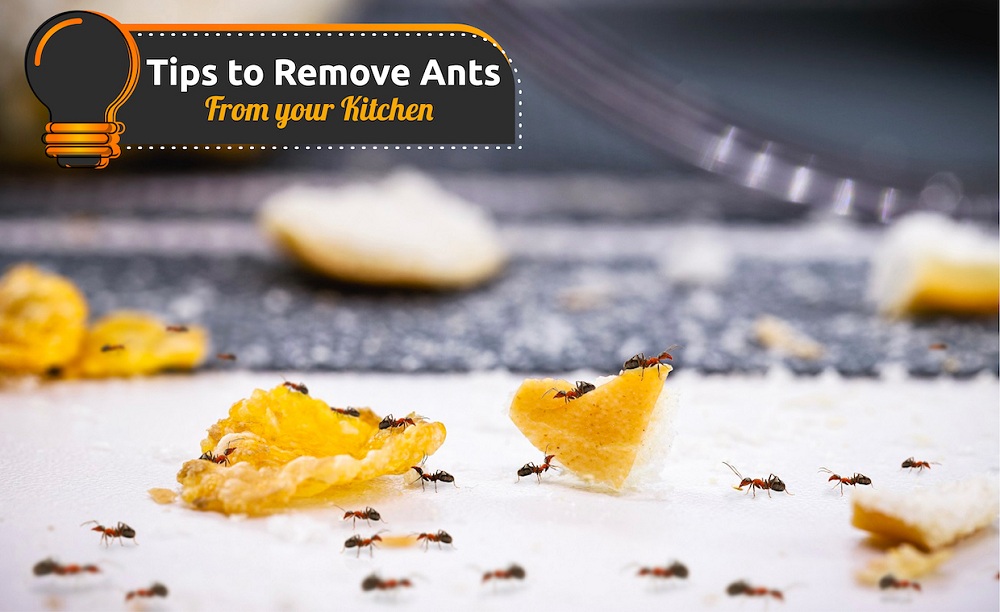 Get rid of Ants from Kitchen