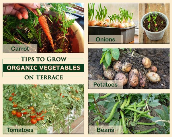 Growing Organic Vegetables on Terrace