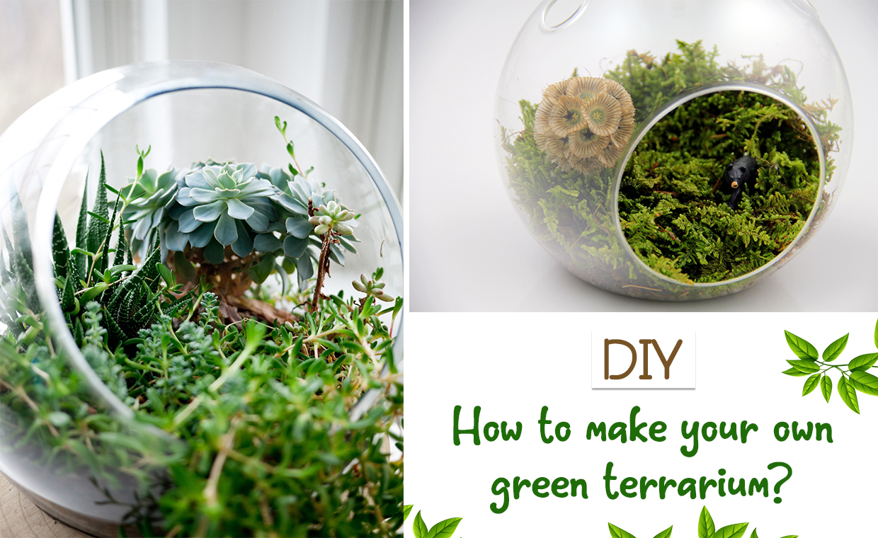 How to Make Your Own Green Terrarium - DIY