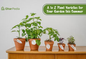 Summer plants for your garden
