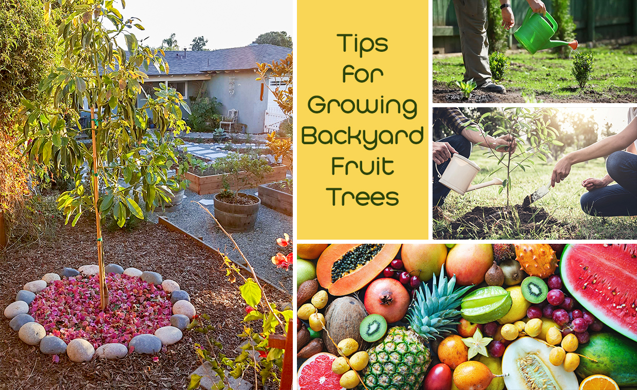 Tips for Growing Backyard Fruit Trees