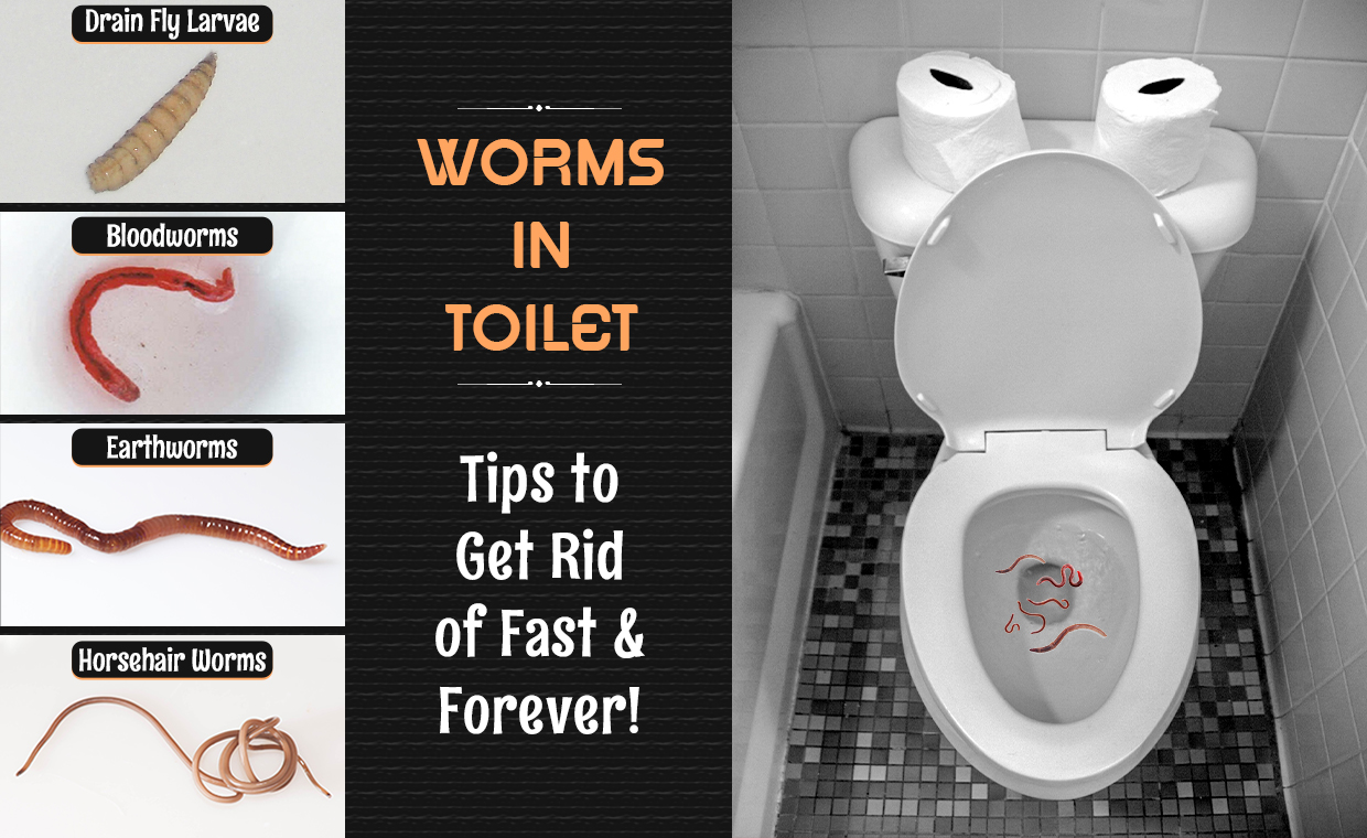 Worms in Toilet - Tips to Get Rid of Fast & Forever!